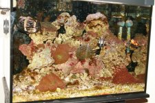 coral2.jpg