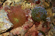 coral1.jpg