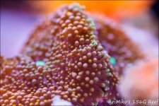 ImageUploadedByReefs1338133489.932421.jpg