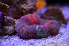 ImageUploadedByReefs1338133507.976159.jpg