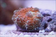 ImageUploadedByReefs1338133551.835393.jpg