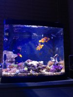 ImageUploadedByReefs1357524595.495464.jpg