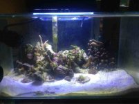 ImageUploadedByReefs1357527646.370539.jpg ImageUploadedByReefs1357527646.370539.jpg