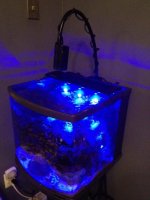 ImageUploadedByReefs1349103783.077842.jpg