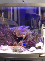 ImageUploadedByReefs1349103801.179997.jpg