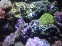 ImageUploadedByReefs1361738938.728790.jpg