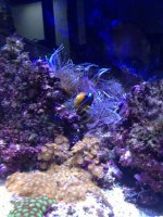 ImageUploadedByReefs1349103876.710872.jpg