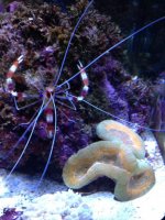 ImageUploadedByReefs1349103943.927487.jpg