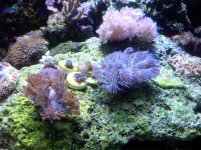 ImageUploadedByReefs1361739097.057297.jpg