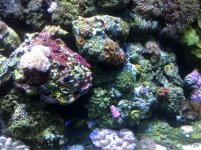 ImageUploadedByReefs1361739123.000638.jpg