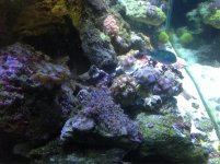 ImageUploadedByReefs1361739205.591363.jpg