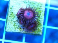 ImageUploadedByReefs1361739673.086322.jpg