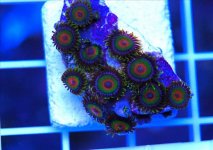 ImageUploadedByReefs1361739790.518733.jpg