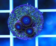 ImageUploadedByReefs1361739819.467683.jpg