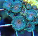 ImageUploadedByReefs1361739847.287751.jpg
