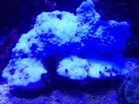 ImageUploadedByReefs1338237879.780362.jpg