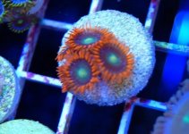 ImageUploadedByReefs1361739937.949714.jpg