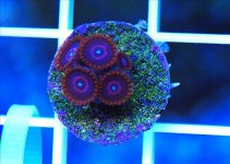 ImageUploadedByReefs1361739960.444461.jpg