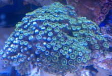 zoas1.jpg