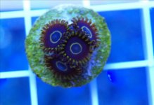 ImageUploadedByReefs1361739975.751242.jpg