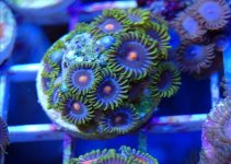 ImageUploadedByReefs1361739994.630168.jpg