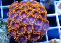 ImageUploadedByReefs1361740015.800717.jpg