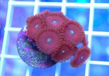 ImageUploadedByReefs1361740059.529184.jpg
