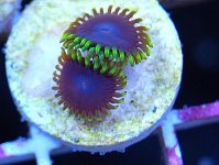 ImageUploadedByReefs1361740107.546663.jpg