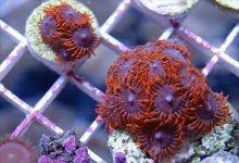 ImageUploadedByReefs1361740134.729997.jpg