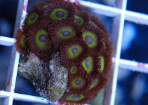 ImageUploadedByReefs1361740164.907560.jpg