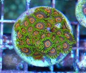 ImageUploadedByReefs1361740193.091315.jpg