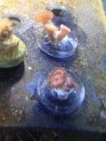 ImageUploadedByReefs1338322751.458470.jpg