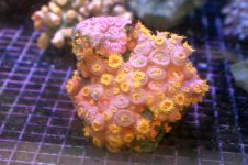 july 8 suncoral2.jpg