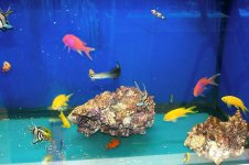 anthias.jpg