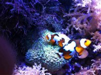 ImageUploadedByReefs1349164347.190267.jpg