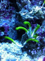 ImageUploadedByReefs1341771167.774542.jpg