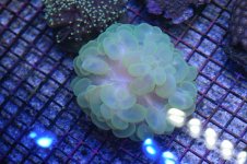 green bubble.jpg