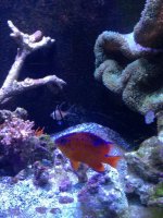 ImageUploadedByReefs1361803635.883766.jpg