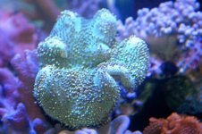 green toadstool.jpg