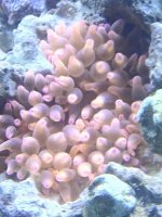 ImageUploadedByReefs1334790957.588448.jpg
