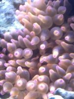 ImageUploadedByReefs1334790969.528513.jpg