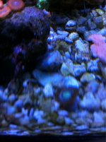 ImageUploadedByReefs1361822620.190766.jpg