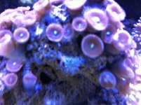 ImageUploadedByReefs1361822694.402116.jpg