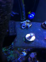 ImageUploadedByReefs1361822734.009690.jpg
