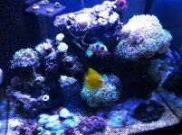 ImageUploadedByReefs1361822782.626821.jpg