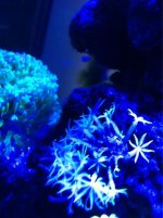 ImageUploadedByReefs1361822855.288159.jpg