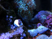 ImageUploadedByReefs1361822894.749175.jpg