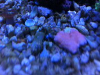 ImageUploadedByReefs1361822999.834514.jpg