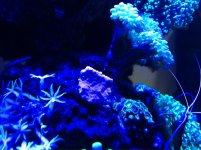 ImageUploadedByReefs1361823060.932989.jpg