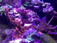 ImageUploadedByReefs1357670782.269364.jpg